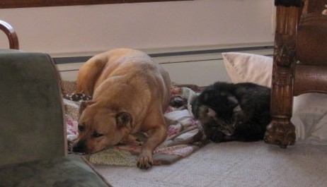 A large breed tan dog laying down on a blanket next to a long haired black and gray cat on the floor inside of a house