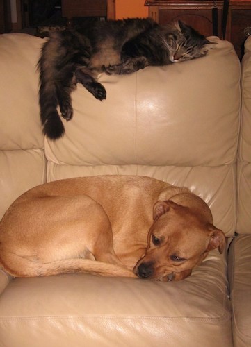 A large breed tan dog taking a nap curled up on a tan leather couch with a large longhaired gray tiger cat sleeping above her on the top of the couch