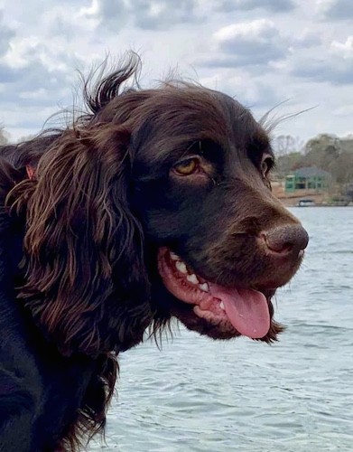 Side view head shot of a thick, long coated brown dog with ears that hang down to the sides with wavy hair on them in front of a large body of green water looking happy and relaxed with his tongue hanging out