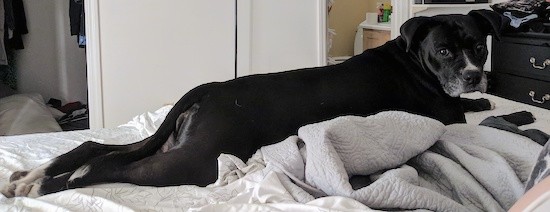 A large black with white dog stretched across a humans bed looking back at the camera.