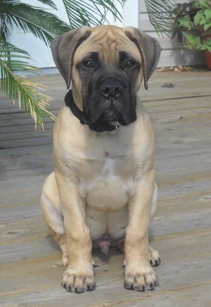 are bullmastiffs descended from bulldogs