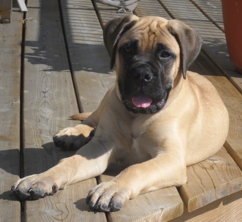 A tan and black thick-bodied, short-coated puppy with large paws and a big head with wrinkles on his forehead laying down on a wooden deck