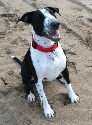 black and white terrier breed