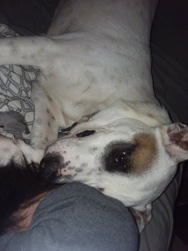A large white dog with black pigment on his skin and tan spots on his fur laying down on a person