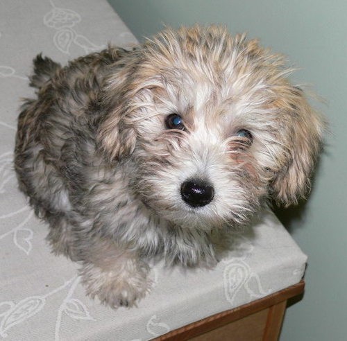 A little, fluffy, soft, tan puppy with dark tipped fur, wide dark eyes and a black nose looking up.