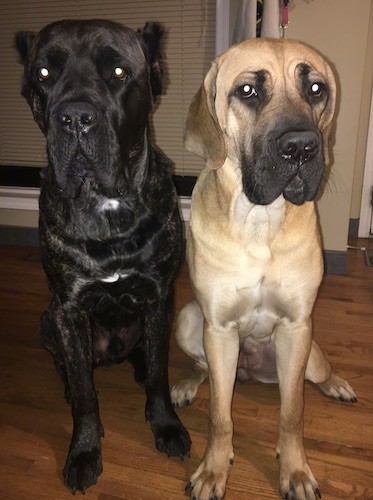 Cane Corso Weight Chart Pounds