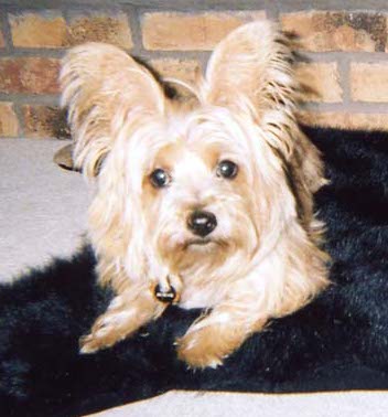 A long coated tan dog with wide dark eyes and ears that stand up to a point laying on a black throw rug