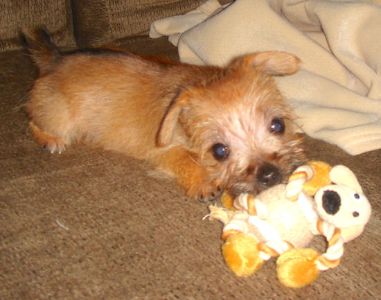 A very small tan and brown puppy with round black eyes chewing on a toy