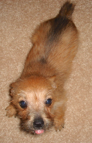 A tiny tan puppy with a medium coat with her ears pinned back and tongue showing
