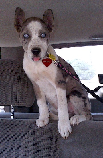 Catahoula Heeler Dog Breed Information and Pictures