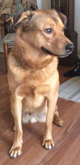 german shepherd cross cattle dog