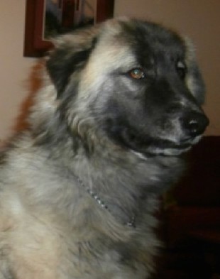 Close up head shot of a large dog with very thick fur with brown eyes and a black nose and black lips