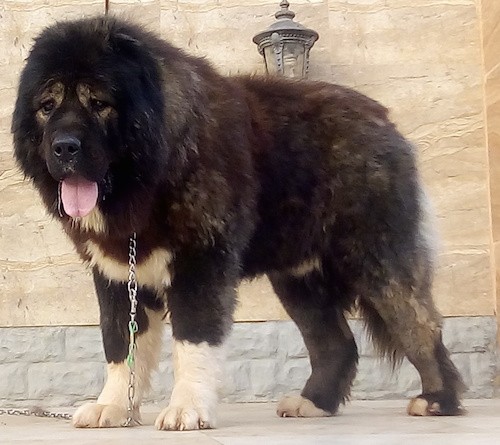 russian caucasian shepherd dog