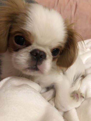 Front view head shot of a little fluffy, soft looking white and tan dog with wide round eyes, a pushed back snout and a black nose laying down on a white blanket