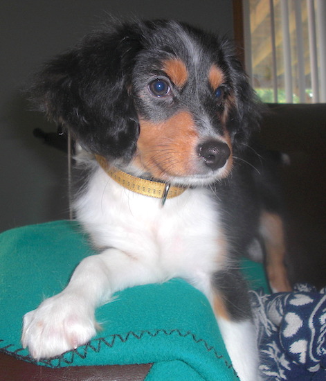 A small tricolor black, tan and white puppy with a black shiny nose and round brown eyes laying down