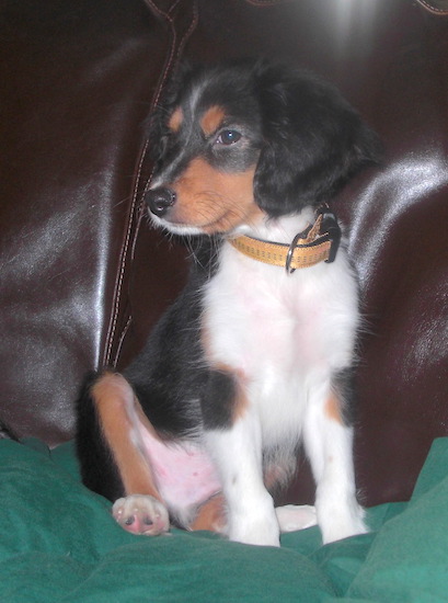 A young tan, black and white puppy with long soft hanging ears and dark gentle eyes sitting down