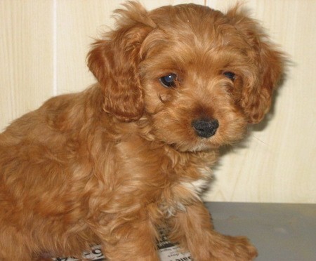 dogue de bordeaux poodle mix