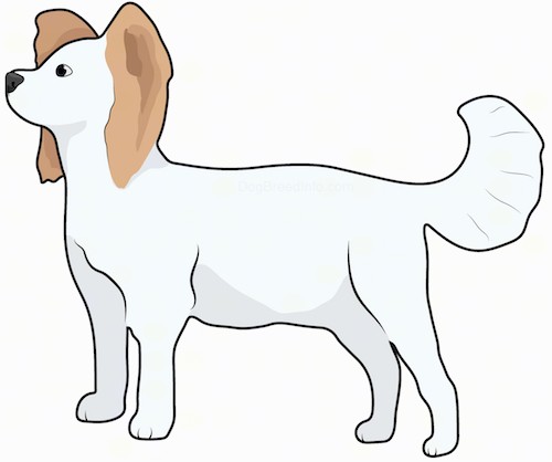 Side view drawing of a small sized white dog with fringe on her tail and ears with a white body and brown ears standing