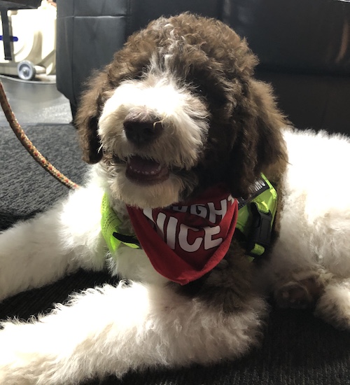 A gray and white fluffy puppy with a large black nose and hair covering up his dark eyes laying down on a gray carpet