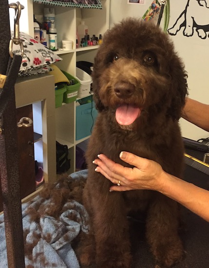 A black, thick-coated dog sitting down on a blue towel freshly groomed with hands that have a French manacure on the pups chest as he sits on the grooming table with dog clippings all over the towel.