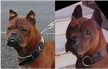 Head shot of a red colored dog with a more round head and pushed back face with more wrinkles next to a red colored dog with a boxy muzzle and prick ears