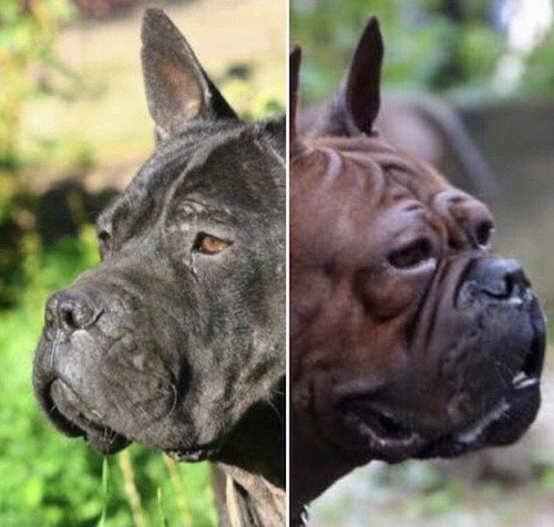 Close up of two dog muzzles side by side, on the left has a longer muzzle and on the right has more wrinkles and a shorter muzzle