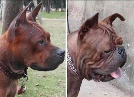 Two head shots of dogs side by side, the left has a longer muzzle and the right has a rounder head, pushed back face and a lot of wrinkles