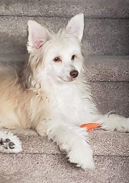 Front side view of a furry white and tan dog with hair that poofs around his face like a lion, prick ears, a black nose laying on a carpeted step with an orange dog toy in front of him.