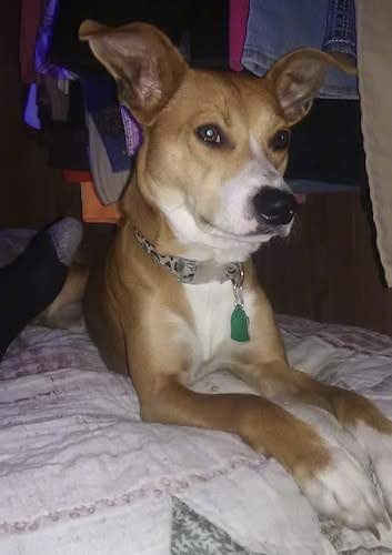 A brown, tan and white short coated dog with a long muzzle, a black nose, very large, tan, wide-set ears that stand up and bend at the tips, brown eyes and white tipped paws, a white chest and white on the end of his muzzle laying down on a person's bed