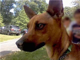 Close-up head shot of a short-haired tan dog with a black muzzle and large ears that stand up outside looking to the left