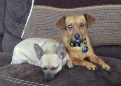 Two little dogs, a tan and black with prick ears and a fawn with ears that fold over to the front laying down on a brown couch side by side