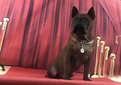 Front view of a dark brown dog with a big head, and a boxy looking snout with wrinkles, ears that stand up to a point set wide apart sitting down on a red floor in front of a red back drop next to gold poles at a dog show