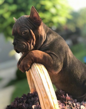 A small, thick-bodied puppy with lots of wrinkles all over her face with droopy eyes and small ears that stand up to a point with her front paws over the back of the top of a wicker basket handle outside