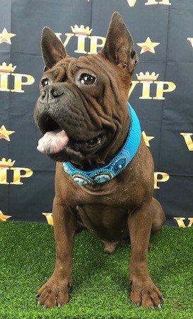 Front view of a thick bodied brown dog with a large head and lots of wrinkles with prick ears that stand up to a point sitting down in front of a VIP backdrop while sitting on a fake grass floor