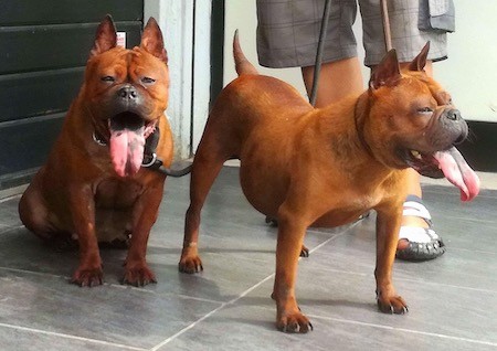 Two thick, muscular, wide-chested, larged headed dogs with slanty eyes and big tongues that have black spots on them sitting and standing next to a man