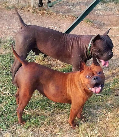 Two thick, muscular, short haired, larged headed dogs with slanty eyes and big tongues that have black spots on them standing outside in grass