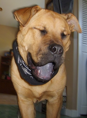 A large breed, thick dog with a big head, small v-shaped ears that fold over at the tips wearing a black bandana with his eyes closed and mouth open showing his dark black/blue tongue inside of a house
