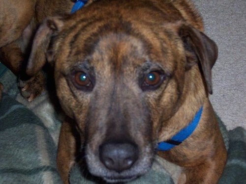 Close up head shot of a brown brindle dog with a big body and head, a graying muzzle and black nose wearing a blue harness laying down on a gray rug and green blanket