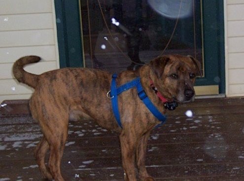 A large breed brown brindle, thick bodied dog with ears that fold down to the sides, a black nose and dark eyes standing outside on a brown deck in front of a tan house with green trim