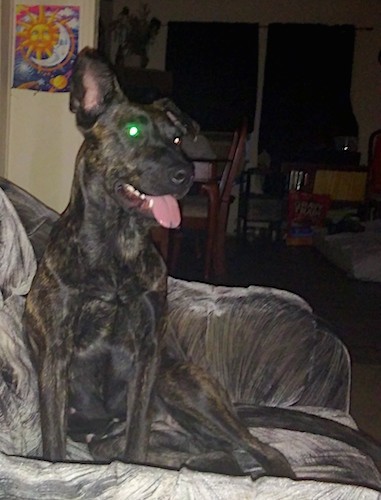 A large breed black and brown brindle dog with one ear that stands up and one ear folded over at the tip sitting down on a gray couch with a sun and moon painting on the wall behind him