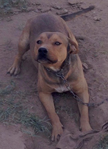 A large breed, muscular brown dog with black highlights, almond shaped slanty eyes, a big muscular head and ears that are pinned back looking  happy play bowing in dirt