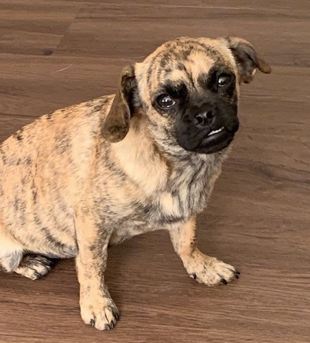 cross between pug and chihuahua