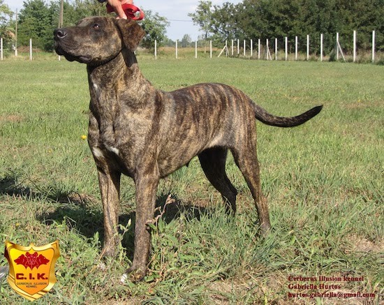 Side view of a brown brindle dog with a long tail and ears that hang down to the sides standing in grass looking at her handler