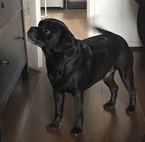 A medium-sized, short-coated black dog with a thick body standing on a dark hardwood floor nect to a wooden dresser.