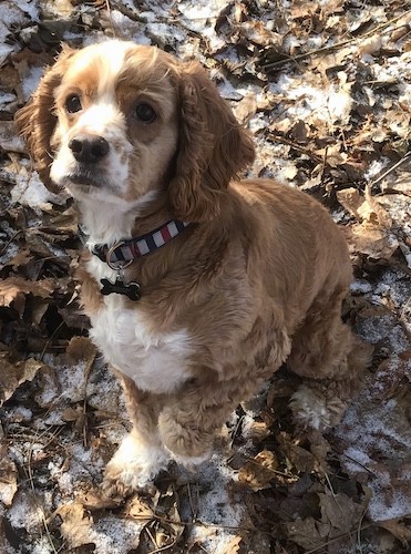 A brown with white medium-sized dog with white patches on his face, chest, muzzle and paws sitting down in dried leaves that have snow on them with one paw up in the air