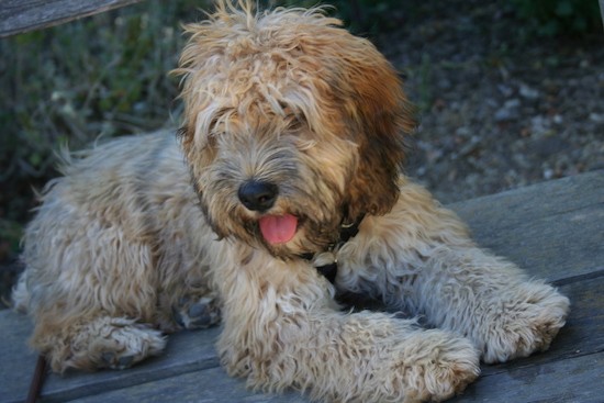 Cocker Wheaten Dog Breed Information And Pictures