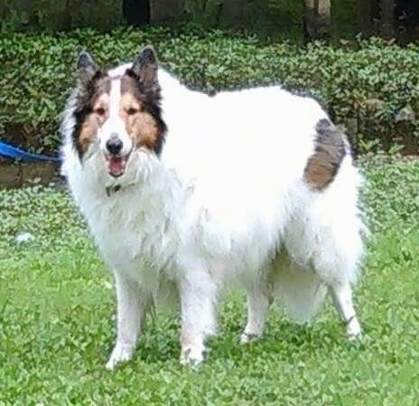 A large breed, very thick coated white dog with a brown head and a brown patch on his back, prick ears and a long tail that almost touches the ground with thick fur on it
