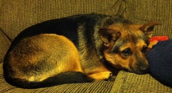 A small, thick bodied black and tan dog with large prick ears and short legs curled up on a tan couch