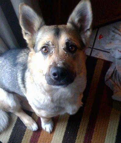 A short legged dog with large prick ears, a long muzzle and a thick body sitting down on a throw rug inside of a house