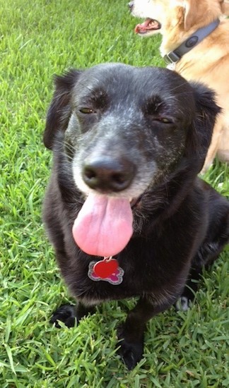 A short legged black dog with a graying muzzle and a pink tongue hanging out sitting down in grass outside with a tan dog sitting behind her